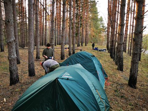 Сосны в ряд